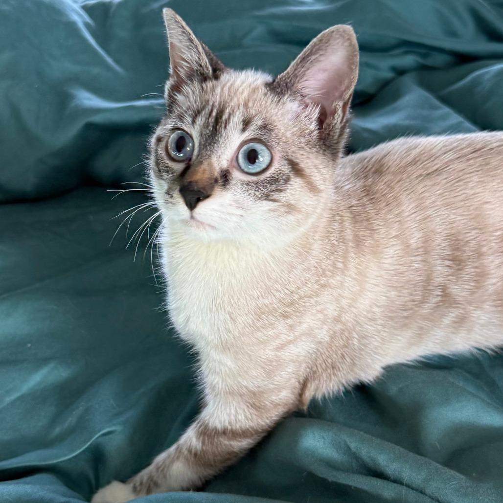 Princess, an adopted mixed breed in Parkland, FL image 4/5