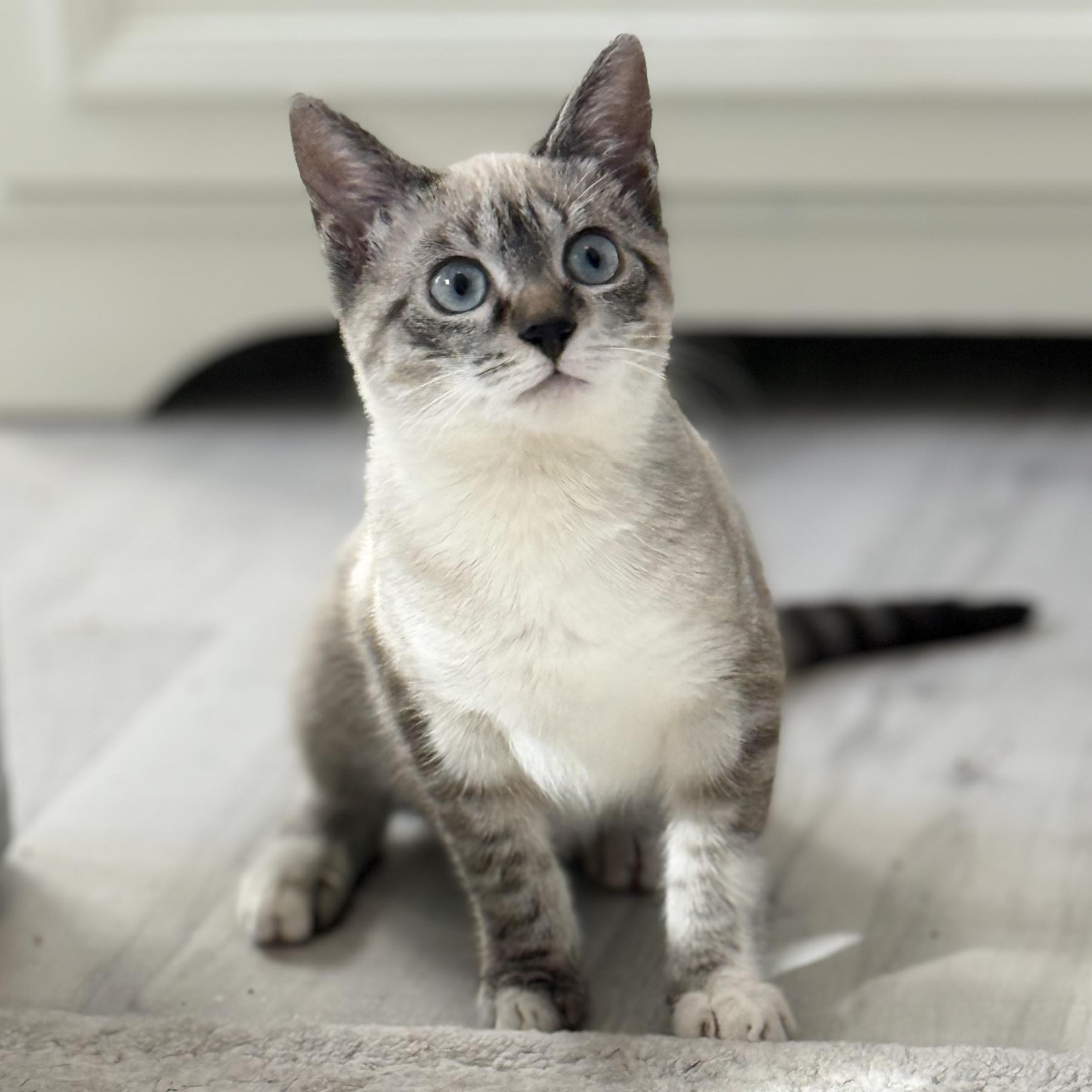 Princess, an adopted mixed breed in Parkland, FL image 2/5