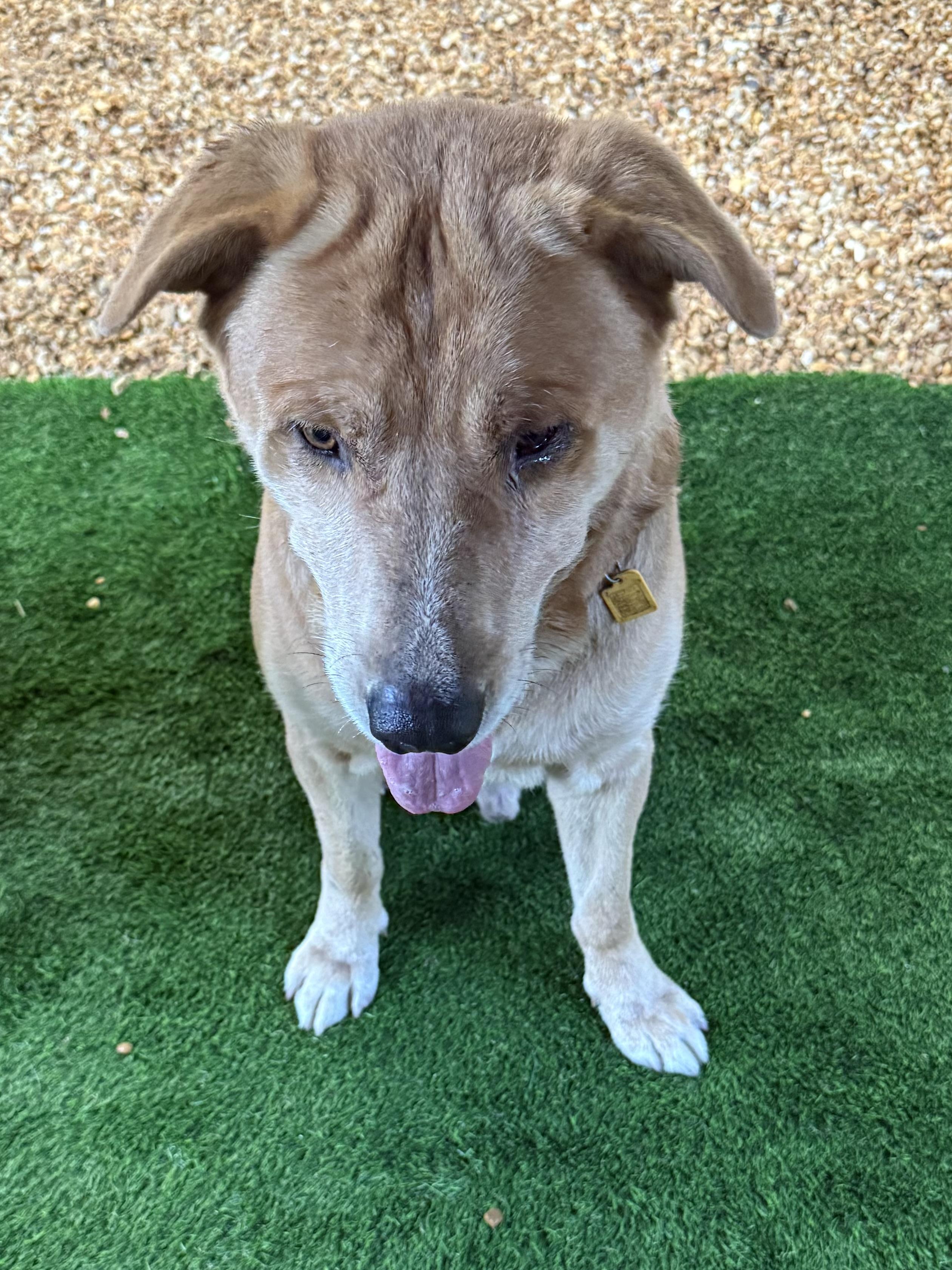 Junior, a Adopted Yellow Labrador Retriever in New Port Richey, FL image 6/6