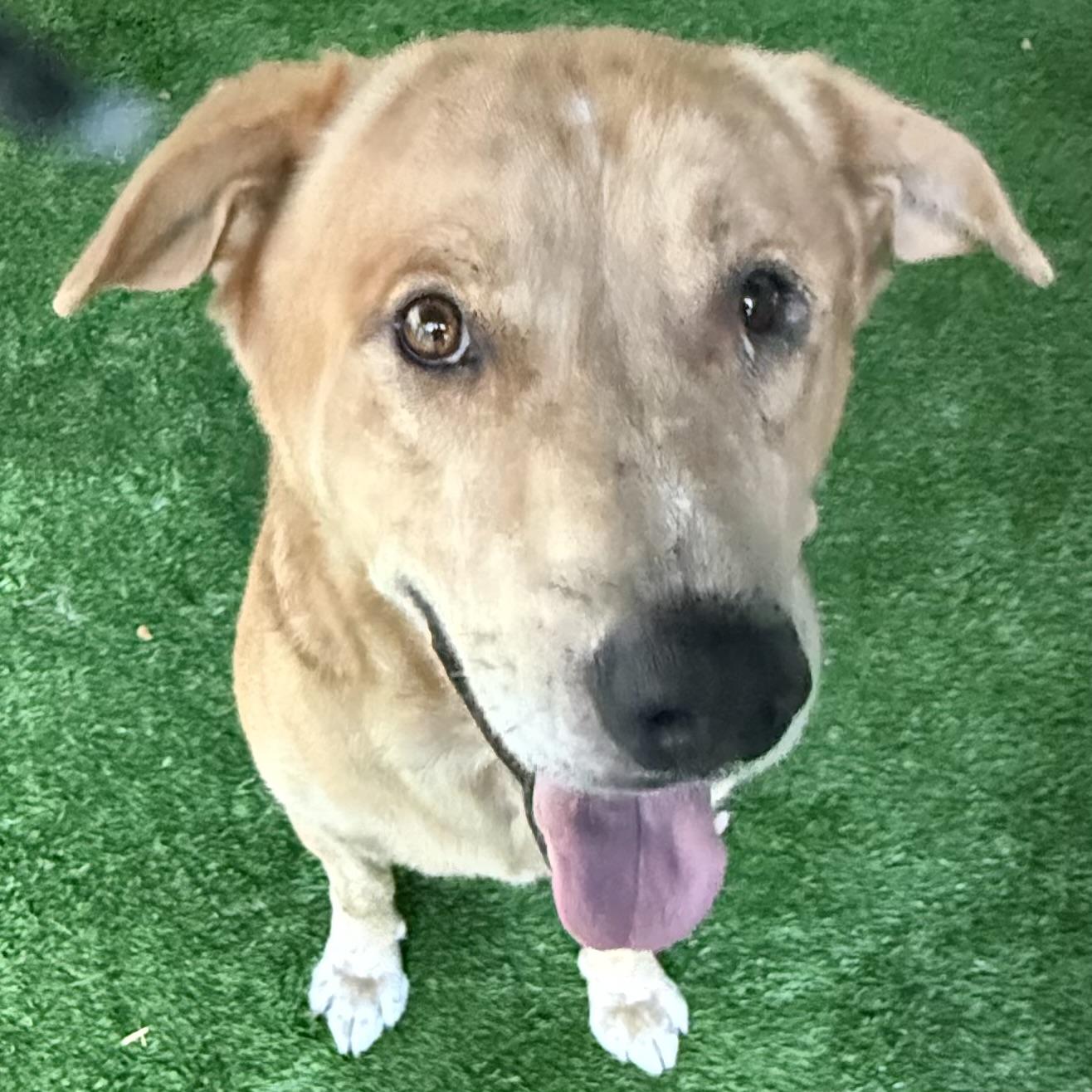 Junior, Adopted, Adult Male Yellow Labrador Retriever.