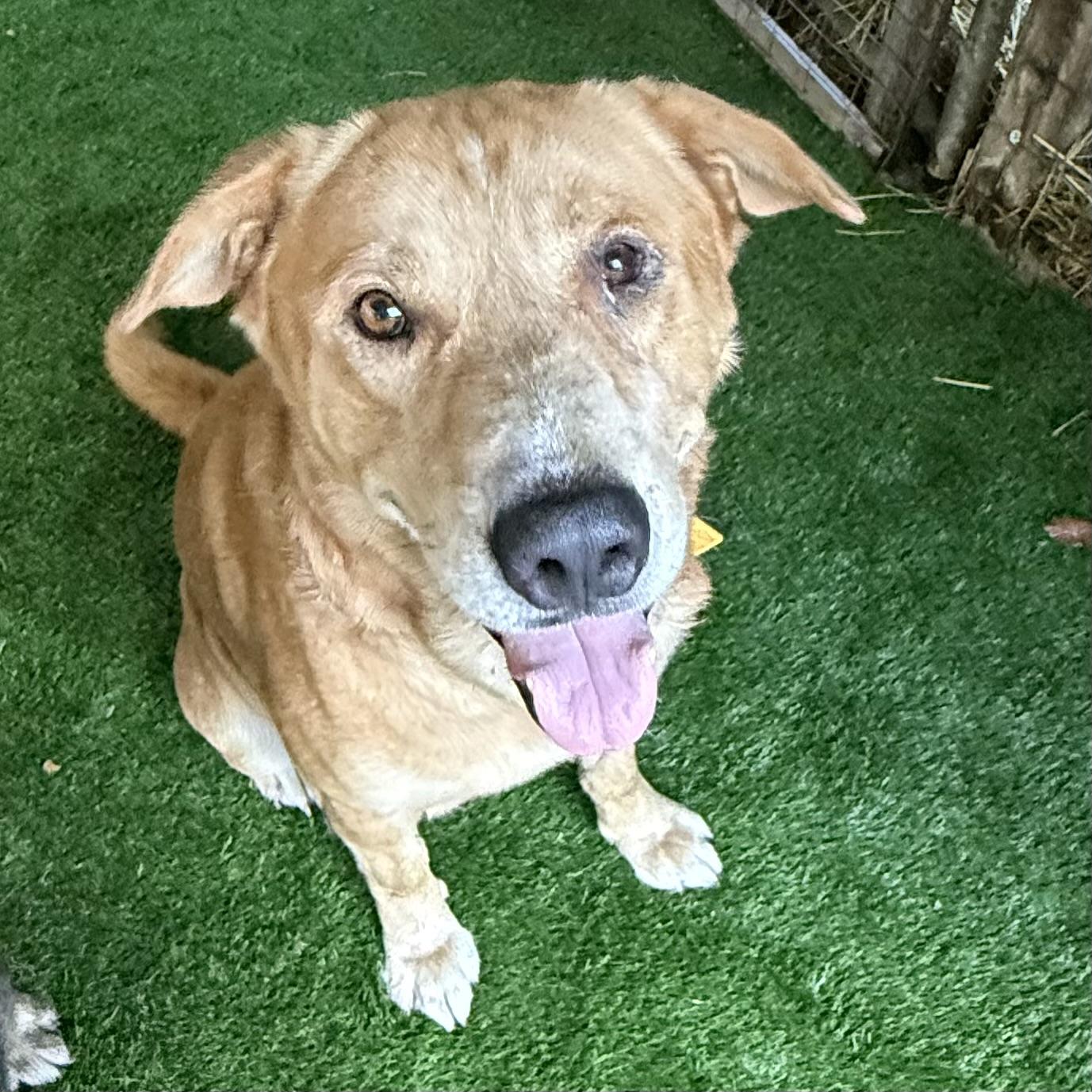 Junior, a Adopted Yellow Labrador Retriever in New Port Richey, FL image 5/6