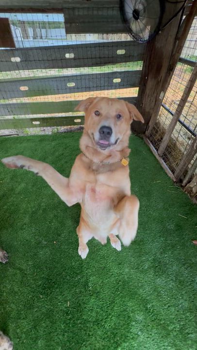 Enlarge Junior, a Adopted Yellow Labrador Retriever in New Port Richey, FL video 3/6