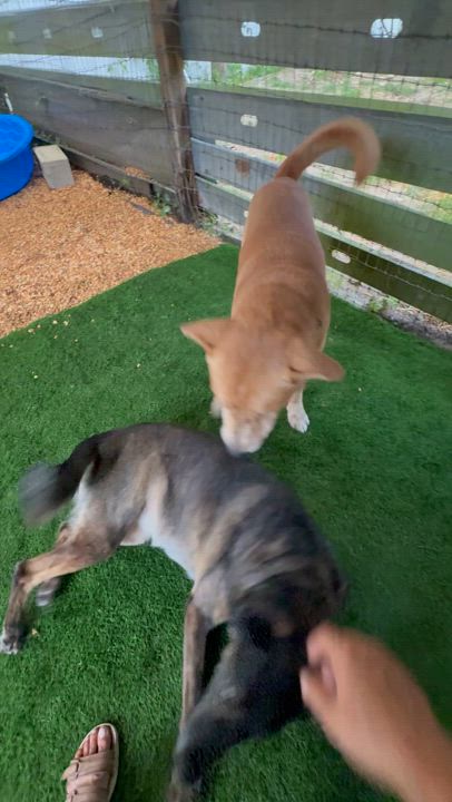 Enlarge Junior, a Adopted Yellow Labrador Retriever in New Port Richey, FL video 4/6