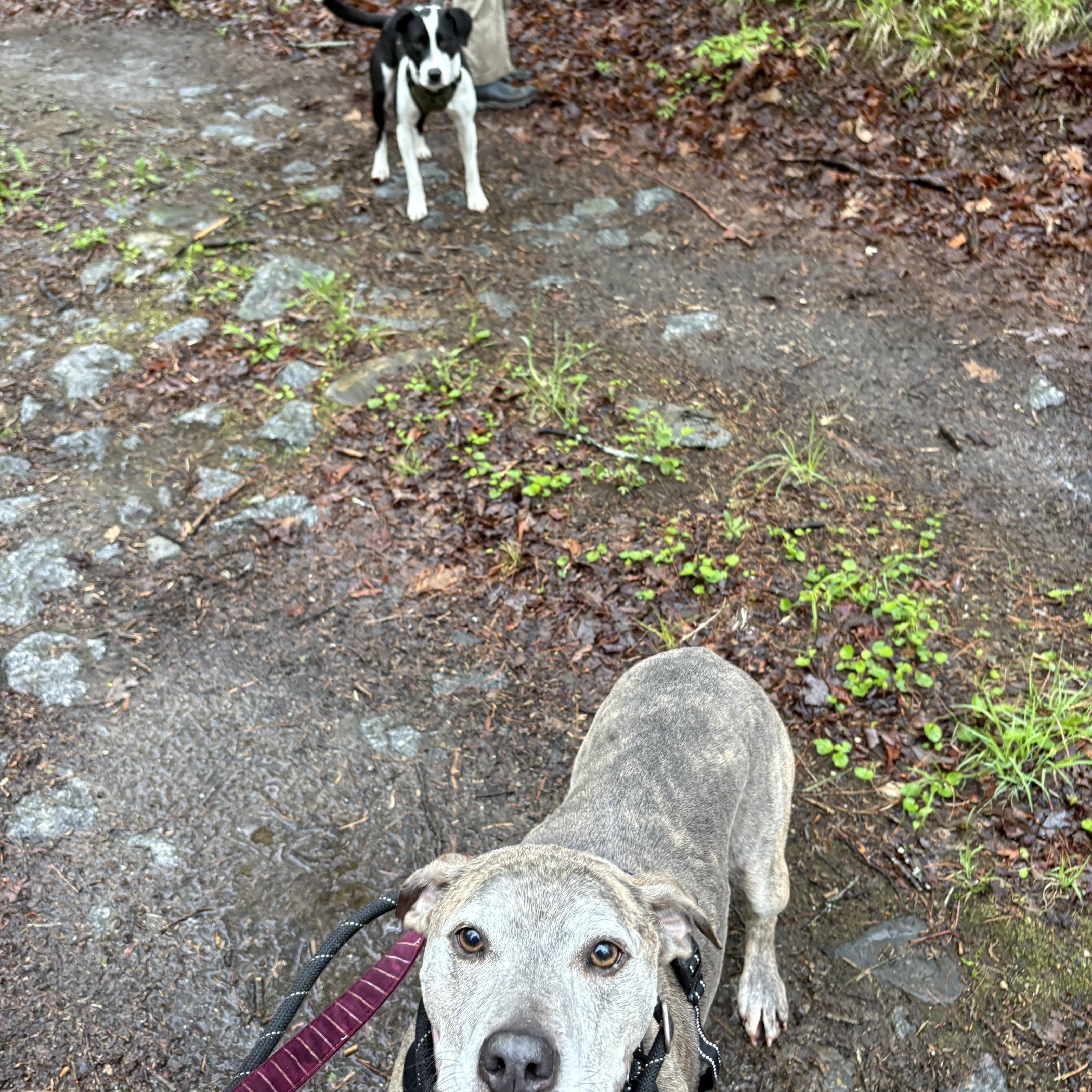 Minni, a ADOPTABLE mixed breed in New Boston, NH image 6/6