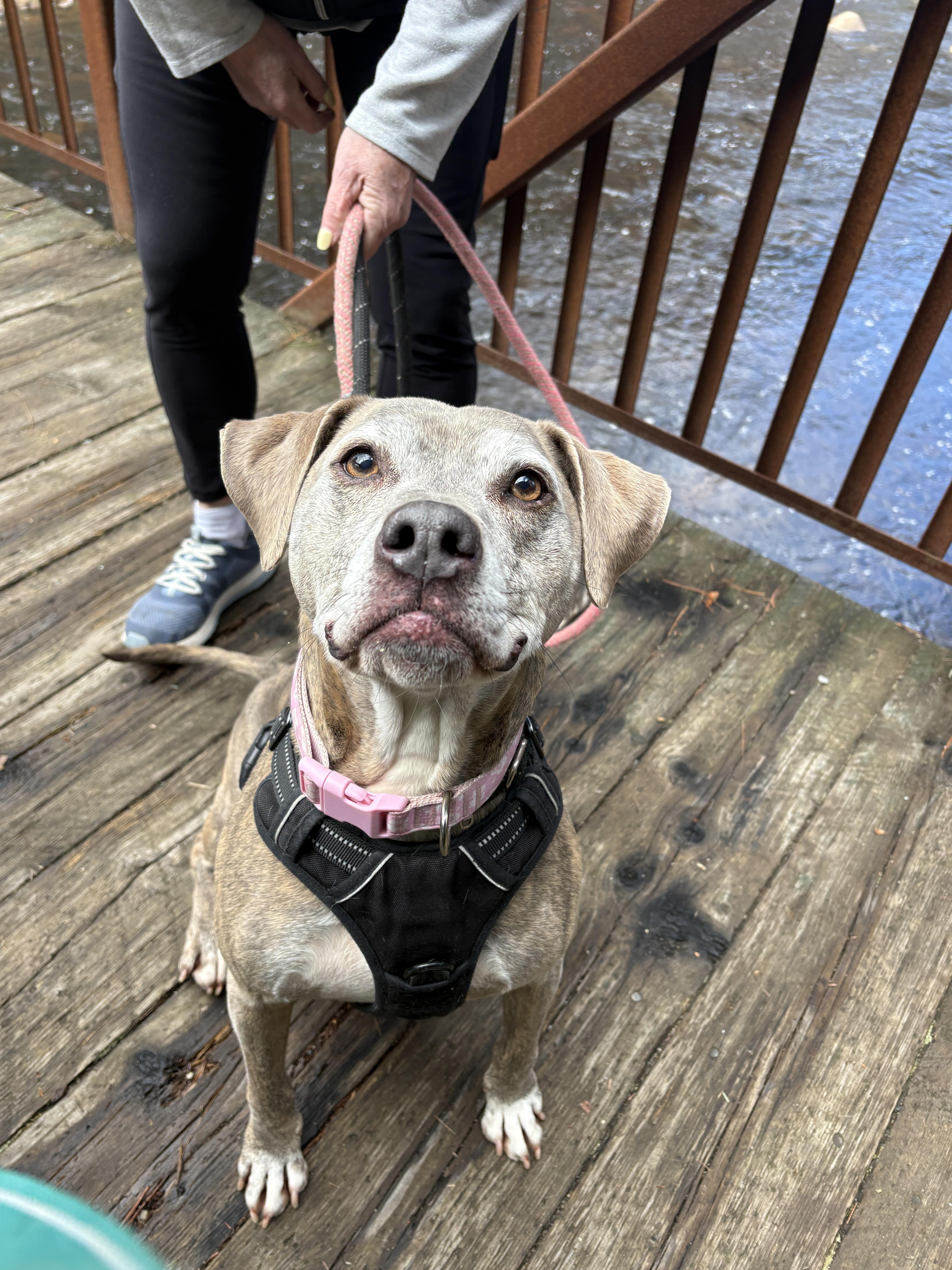 Minni, a ADOPTABLE mixed breed in New Boston, NH image 2/6