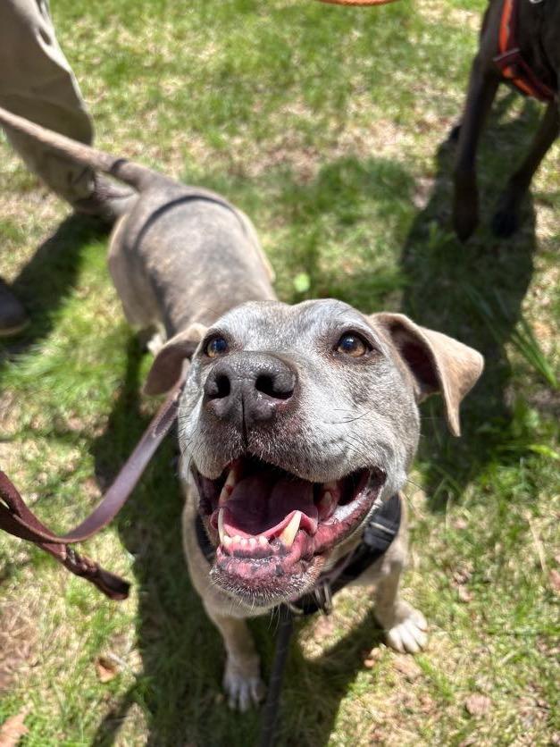 Minni, ADOPTABLE, Adult Female Pit Bull Terrier.