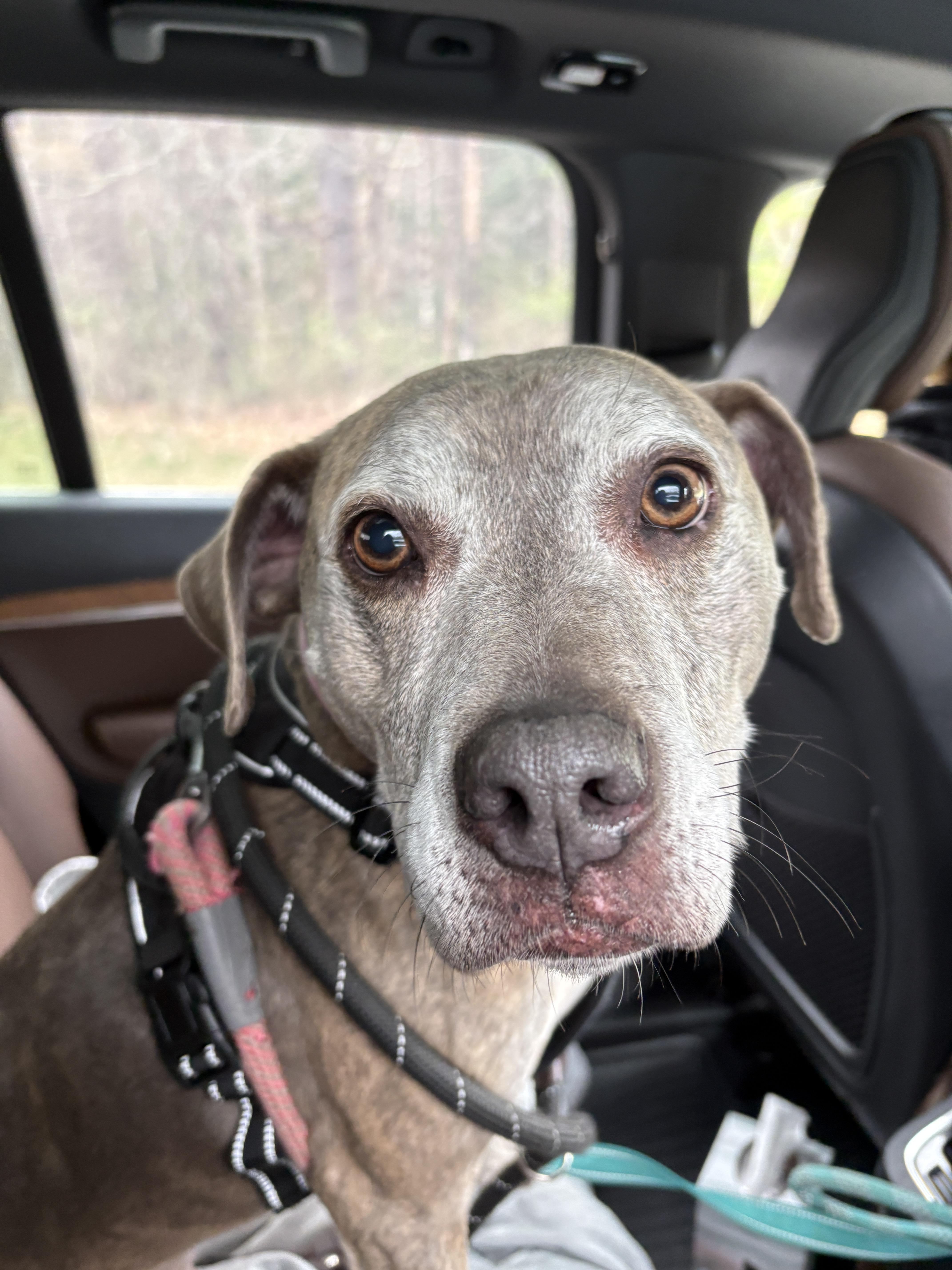 Minni, a ADOPTABLE mixed breed in New Boston, NH image 3/6