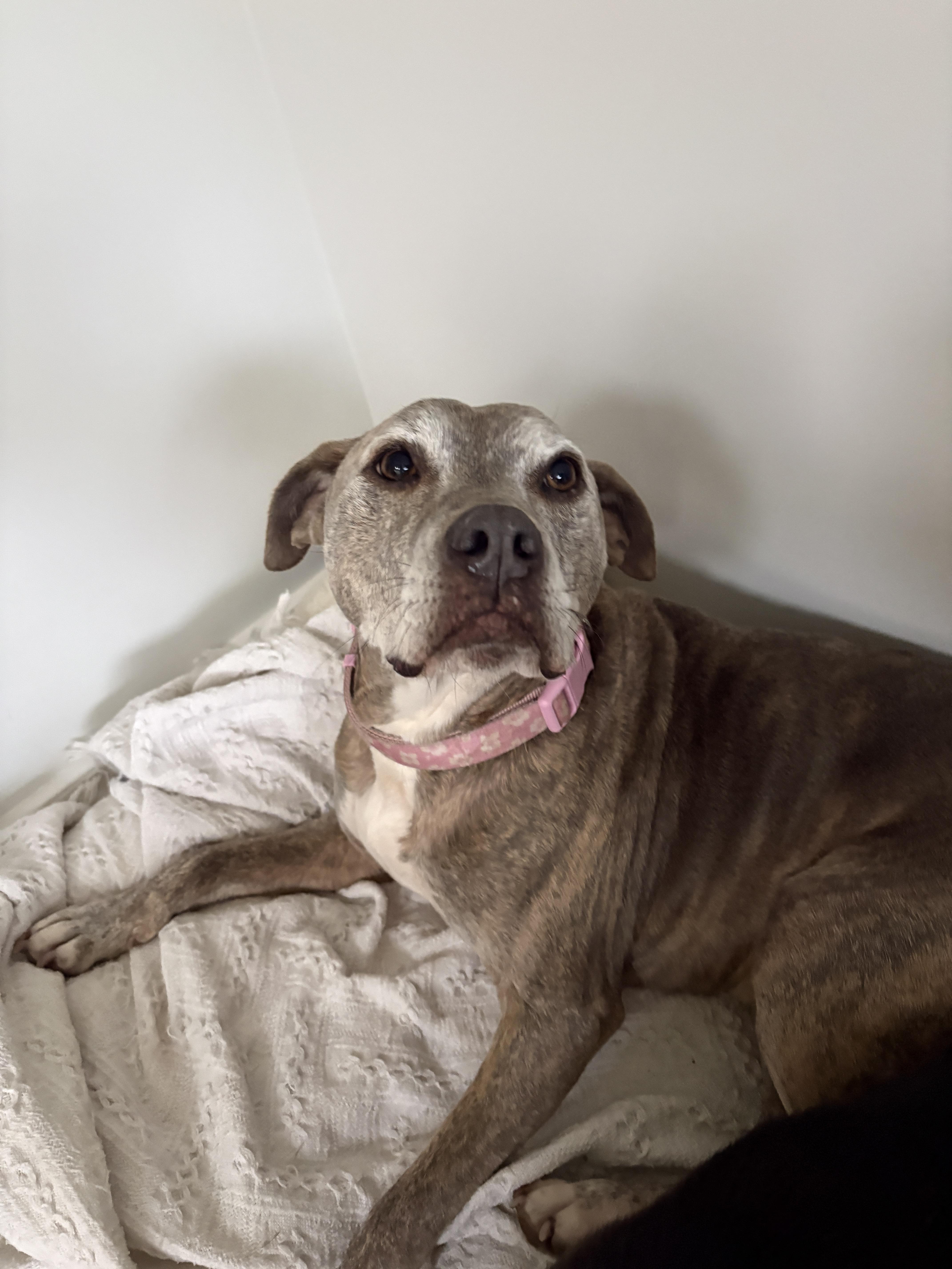 Minni, a ADOPTABLE mixed breed in New Boston, NH image 4/6