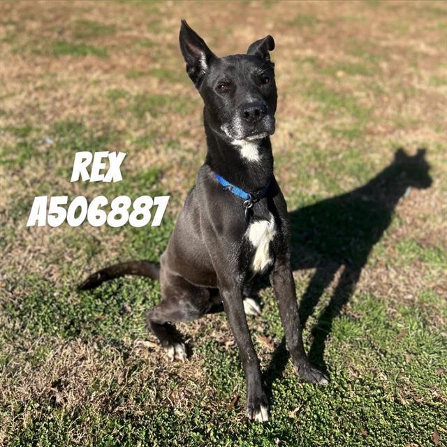 REX, Adoptable, Adult Male Mixed Breed.