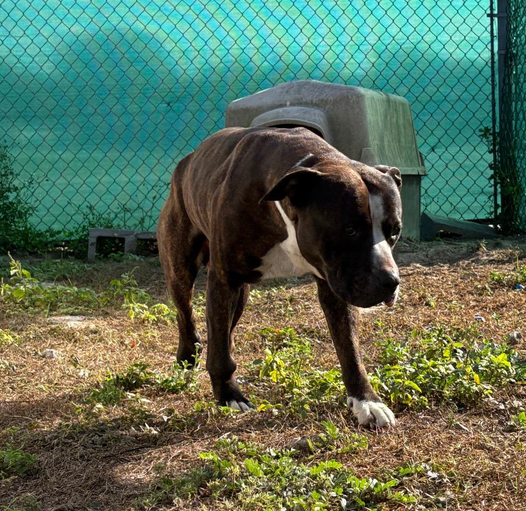 Enlarge Zeus, a Adopted mixed breed in Wauchula, FL image 1/1