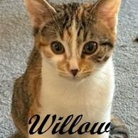 Willow