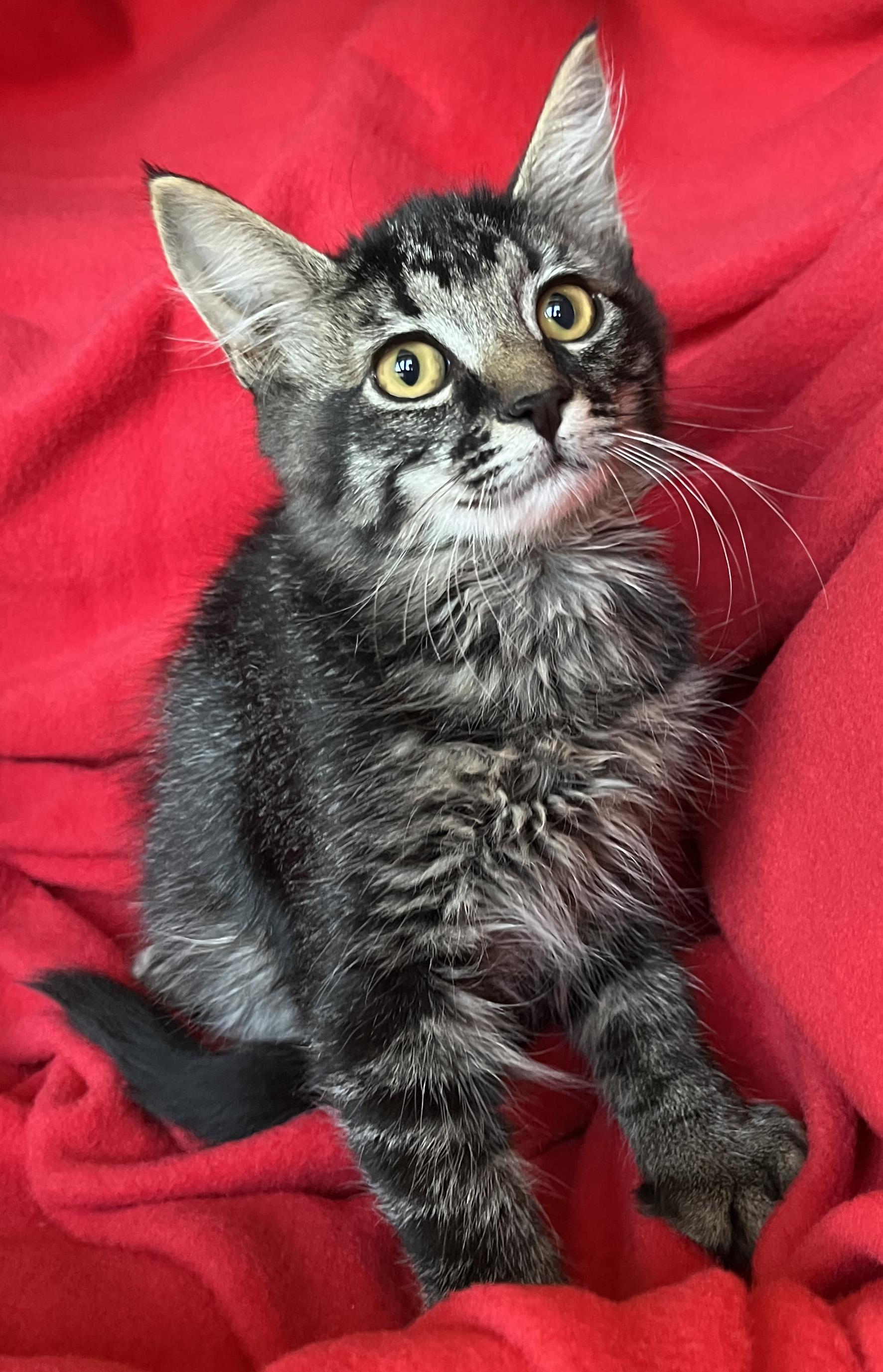 What Breeds of Cat Have Blue Mouths: Stunning Blue-Mouthed Cats Revealed