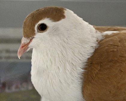 Fluffer Nutter, a Adoptable Pigeon image 1/2