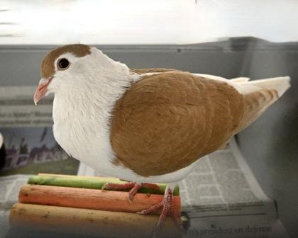 Fluffer Nutter, a Adoptable Pigeon image 2/2