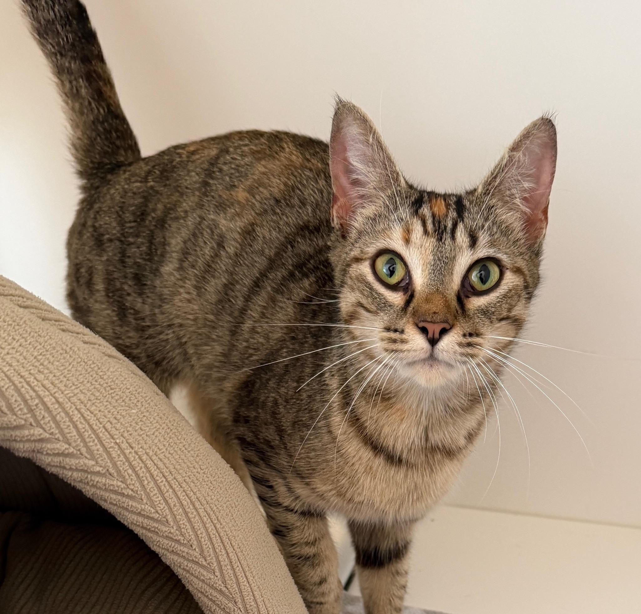 Enlarge Esme, a Adoptable Domestic Short Hair in Hull, MA image 1/3