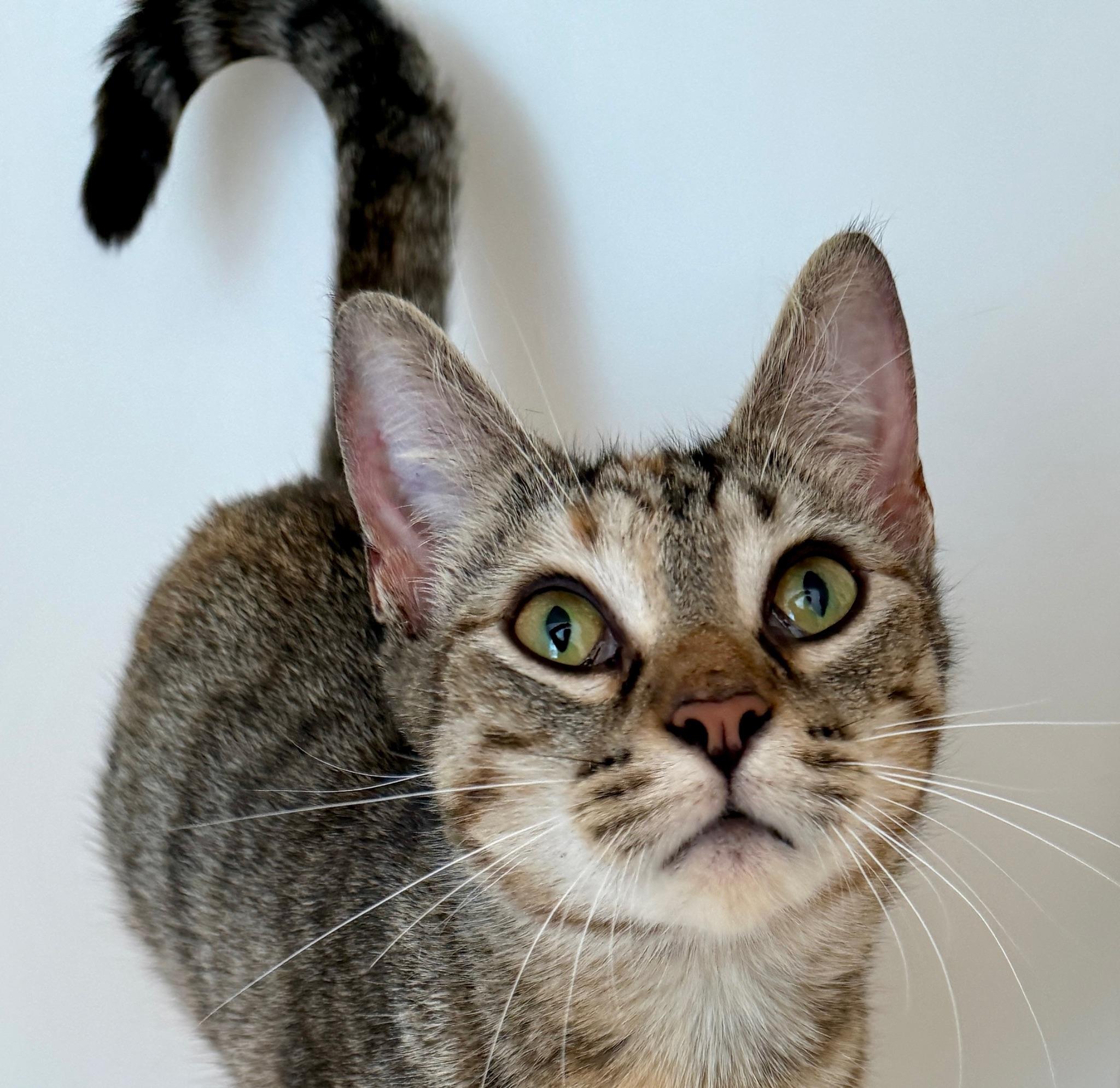 Enlarge Esme, a Adoptable Domestic Short Hair in Hull, MA image 2/3