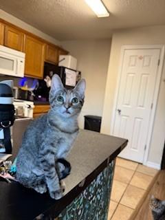 Enlarge GOOELLA, a Adoptable Domestic Short Hair in Fort Walton Beach, FL image 1/1