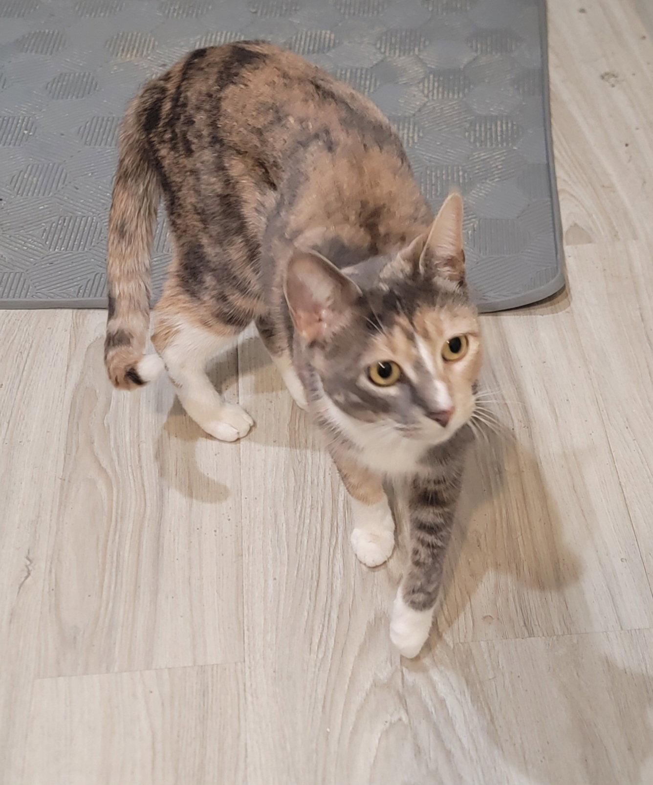 Enlarge Shayna, a Adoptable Calico in Boynton Beach, FL image 1/1