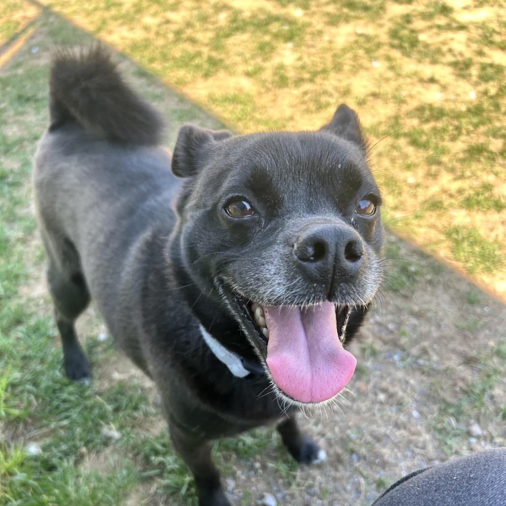 Oscar, Adoptable, Adult Male Mixed Breed.