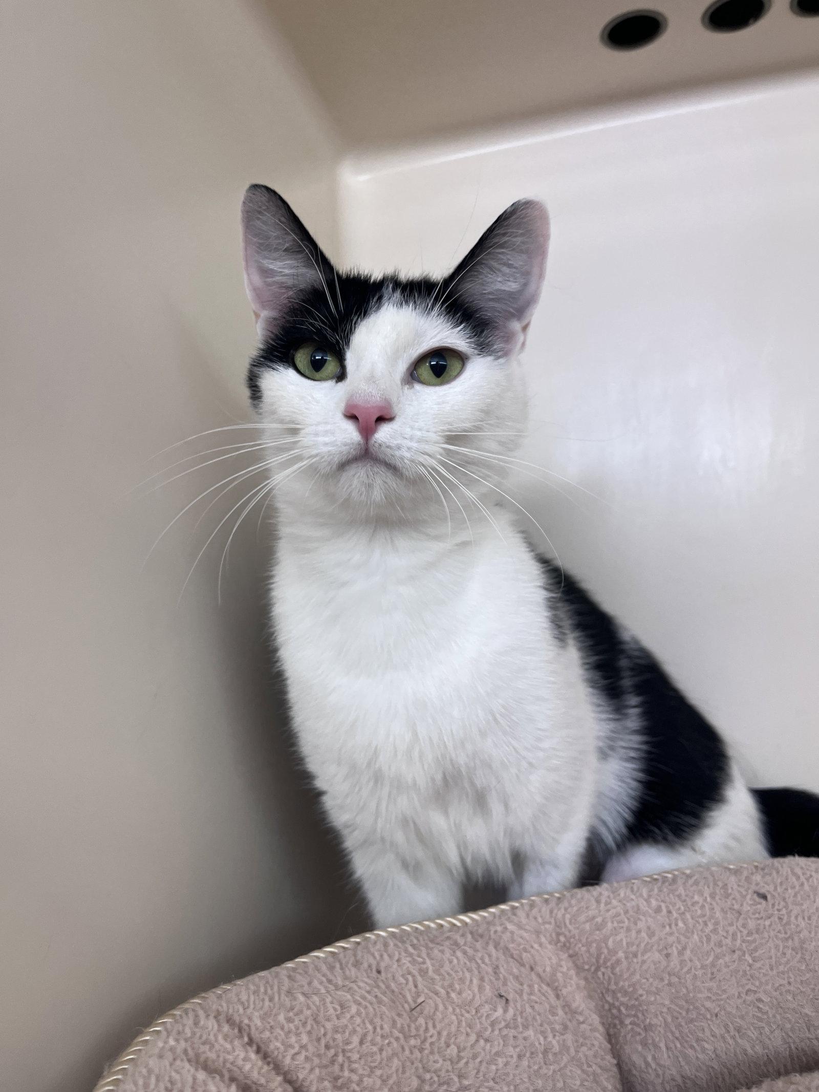 Enlarge Honey RM, a Adopted Domestic Short Hair in Rockaway, NJ image 1/1