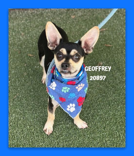 GEOFFREY AKA Refrigerator, adopted, Young Male Chihuahua.
