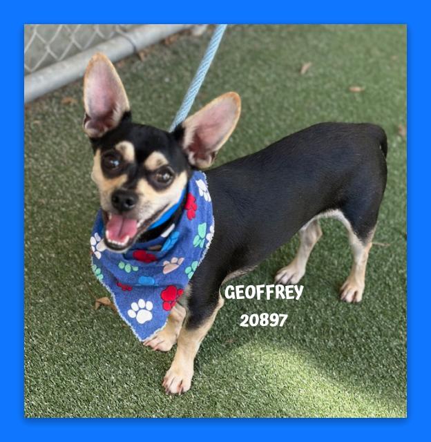 Enlarge GEOFFREY AKA Refrigerator, an adopted mixed breed in Marietta, GA image 2/4