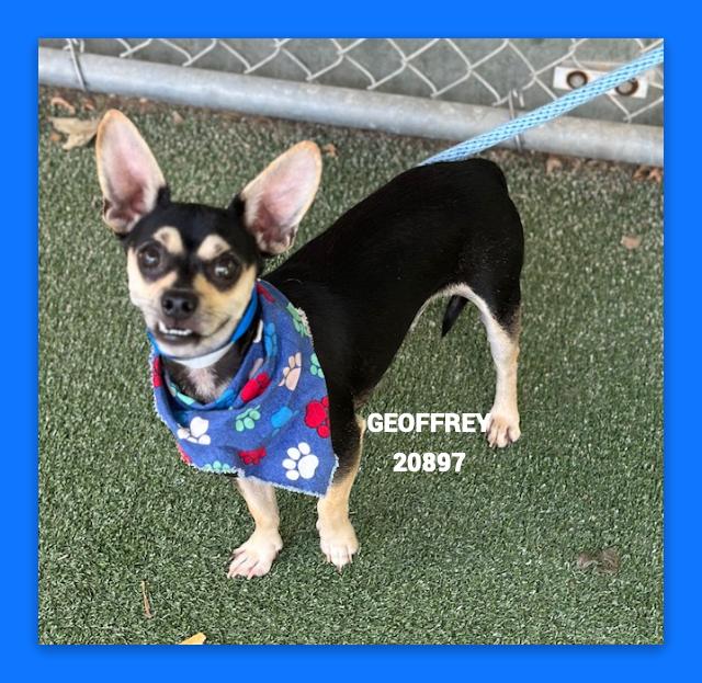 Enlarge GEOFFREY AKA Refrigerator, an adopted mixed breed in Marietta, GA image 3/4