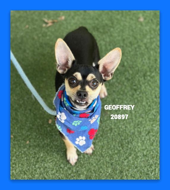 Enlarge GEOFFREY AKA Refrigerator, an adopted mixed breed in Marietta, GA image 4/4