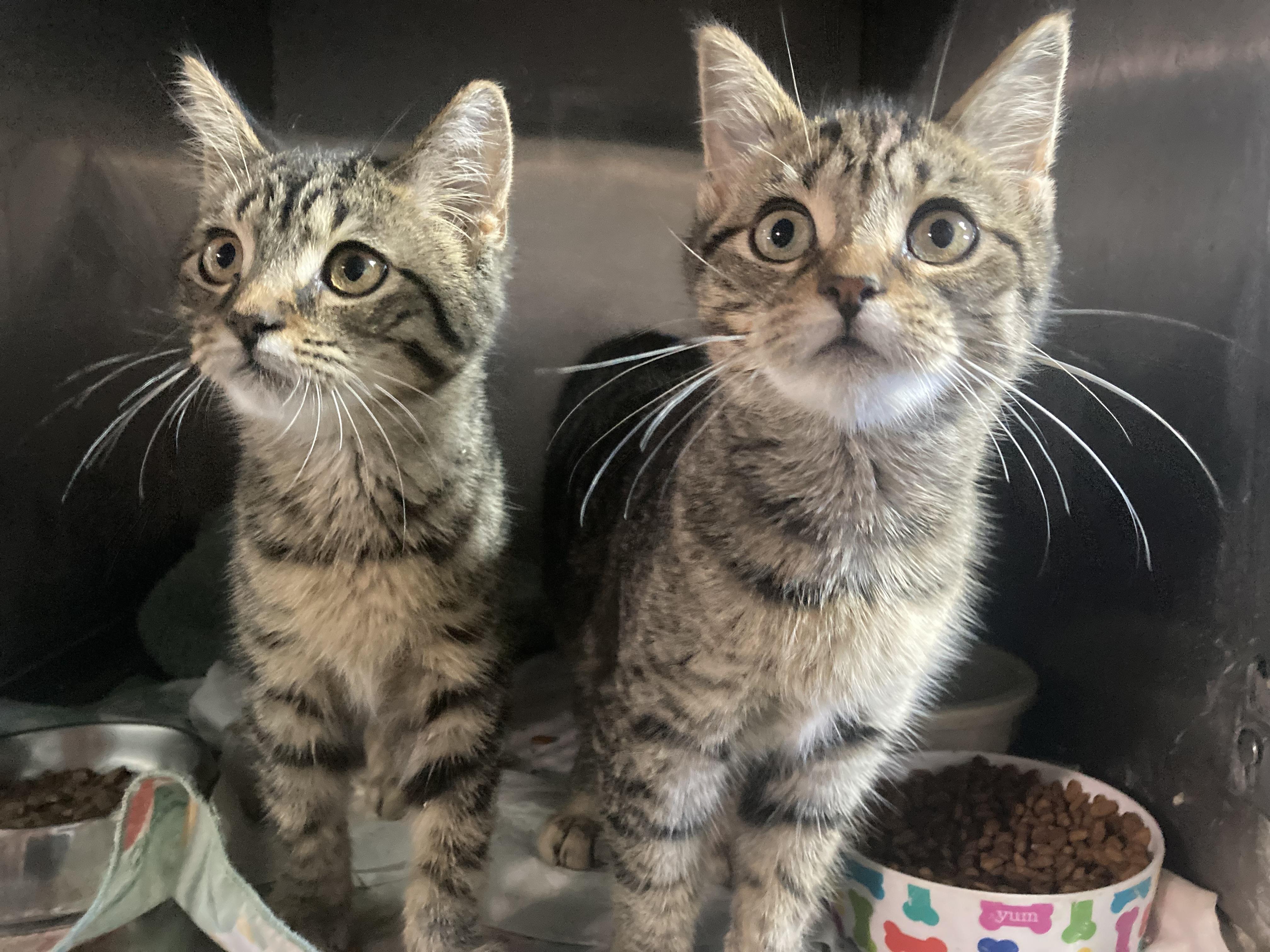 Aggie and Abby, a Adoptable Tabby in Sandusky, MI image 4/4