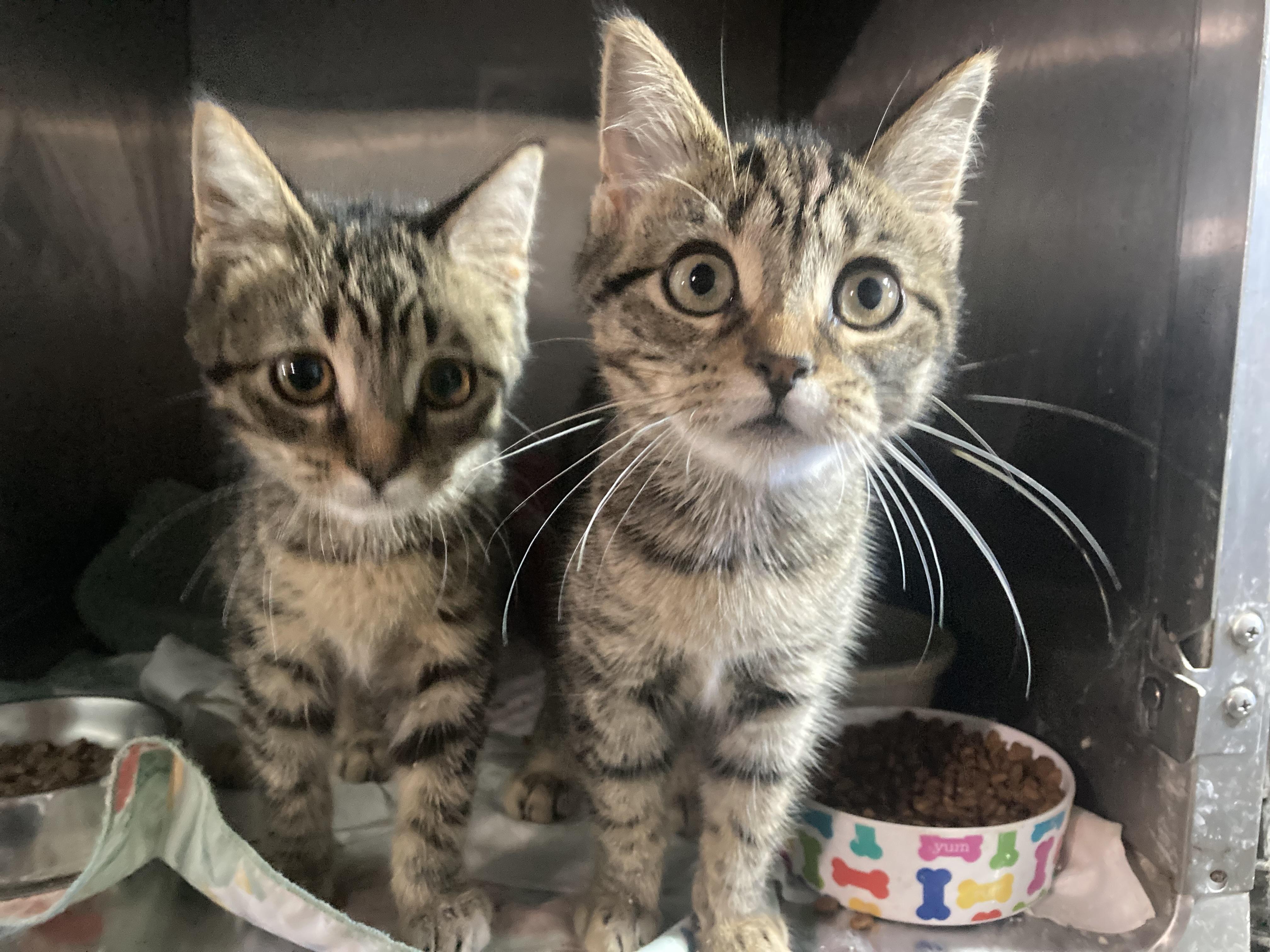 Aggie and Abby, a Adoptable Tabby in Sandusky, MI image 2/4