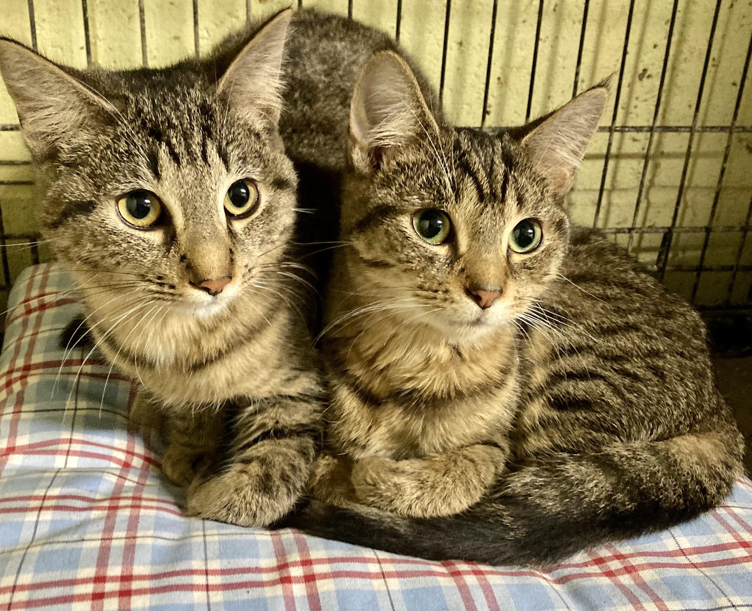 Aggie and Abby, Adoptable, Young Female Tabby.