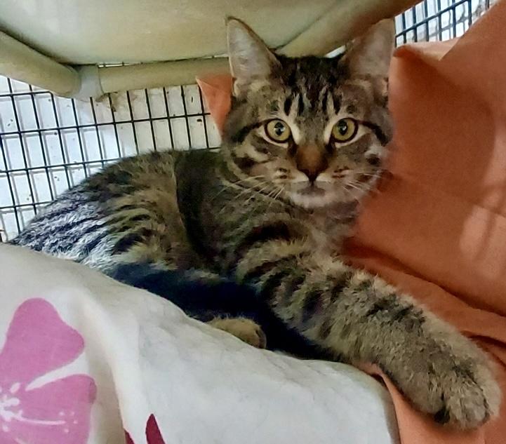 Aggie and Abby, a Adoptable Tabby in Sandusky, MI image 3/4