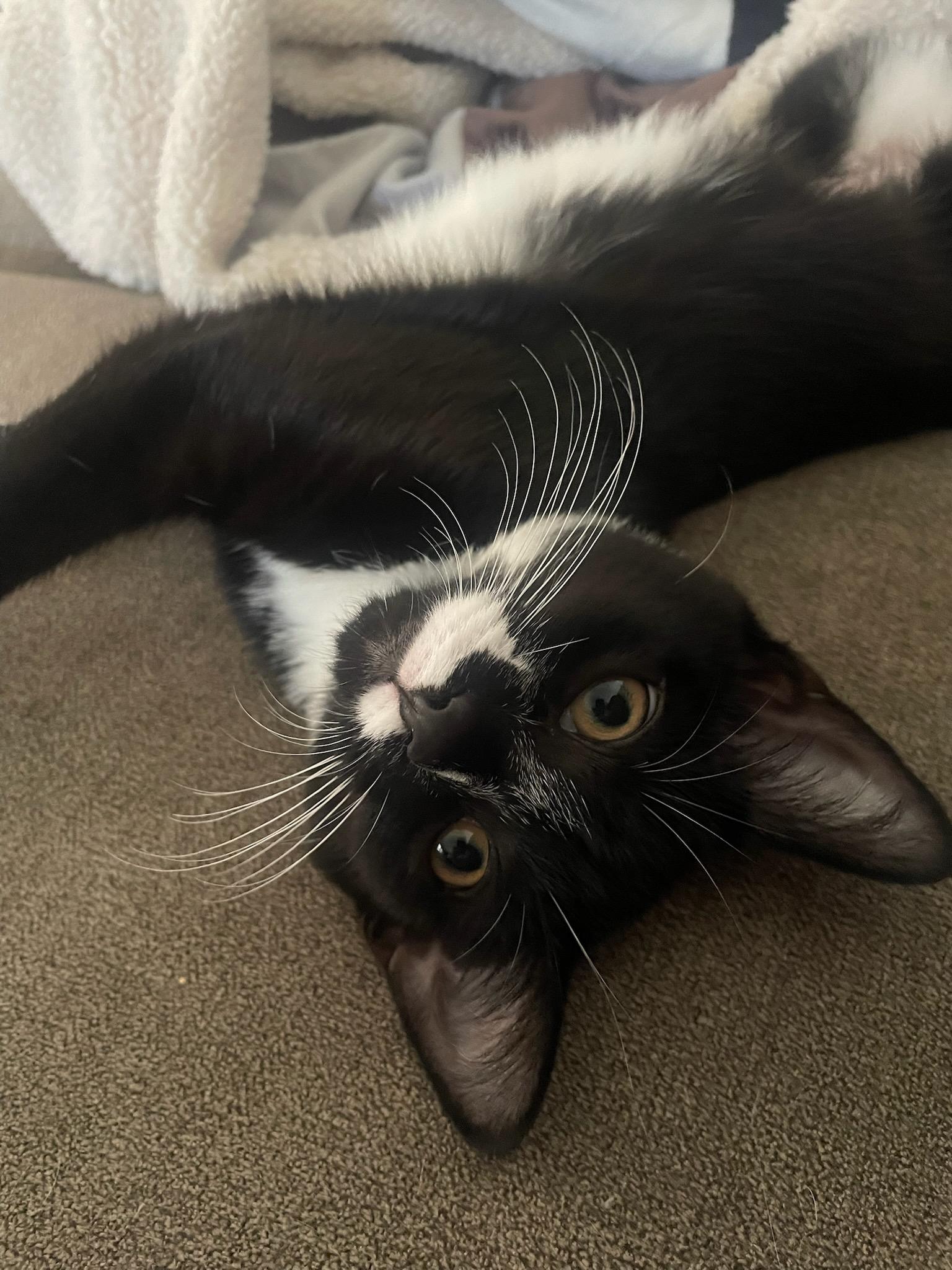 Cleo