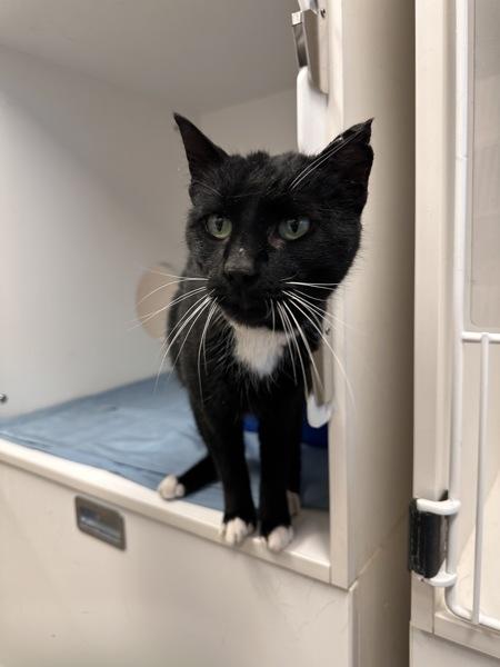 Enlarge Spooky, a Adoptable mixed breed in Williams Lake, BC image 1/1