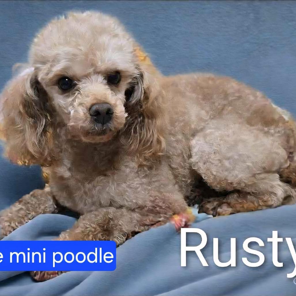 Rusty — thumbnail 3
