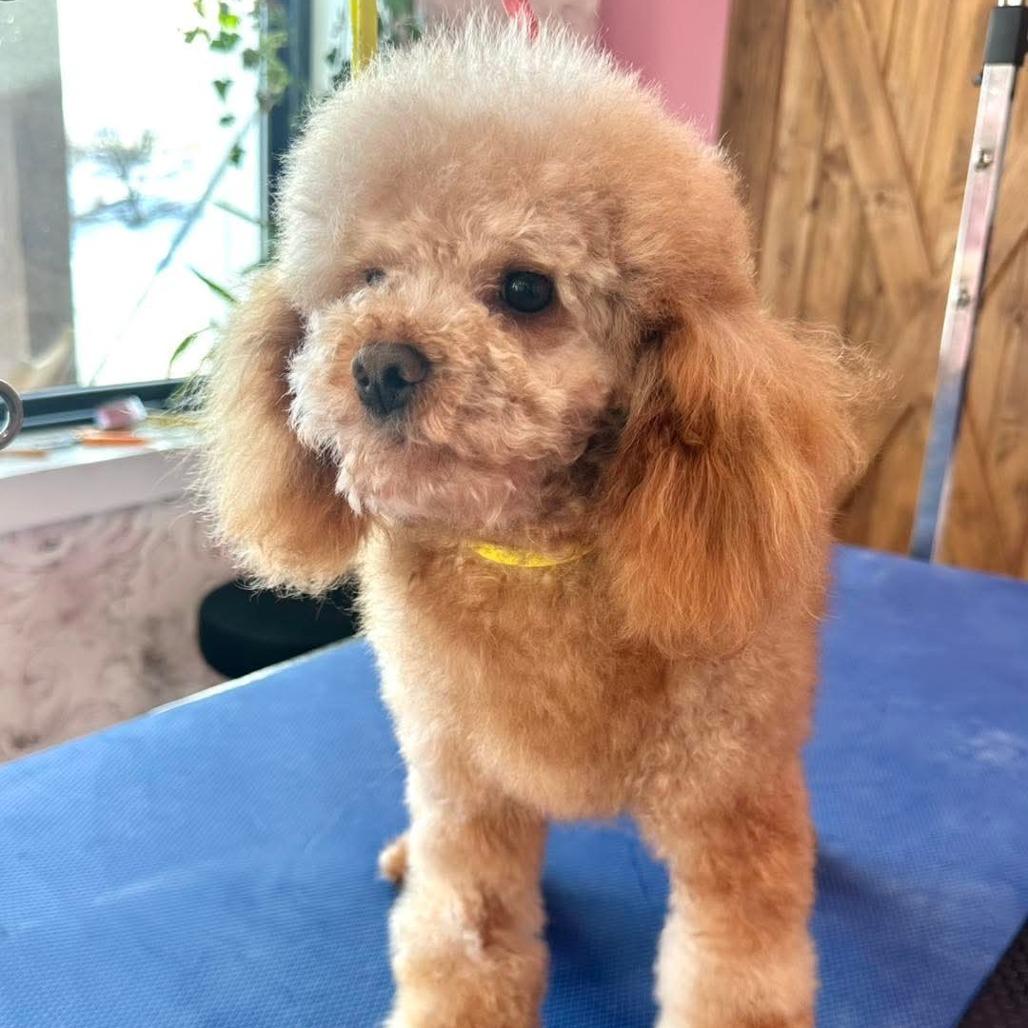 Rusty — thumbnail 4