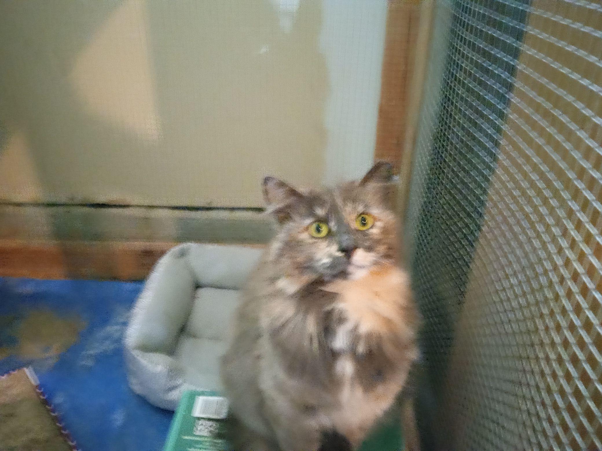 Enlarge Misty, a Adopted Domestic Long Hair in Brighton, MI image 1/1