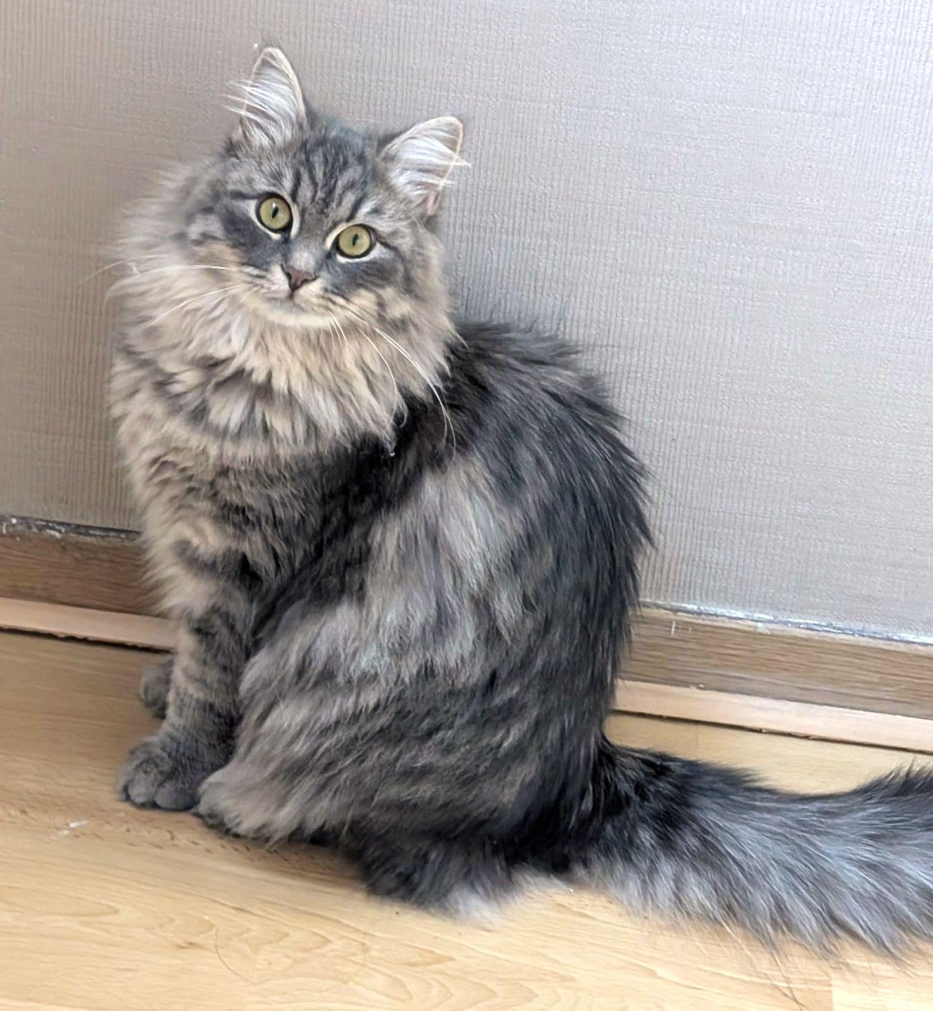 Ivan (m) 1yr old Siberian , ADOPTABLE, Adult Male Siberian.