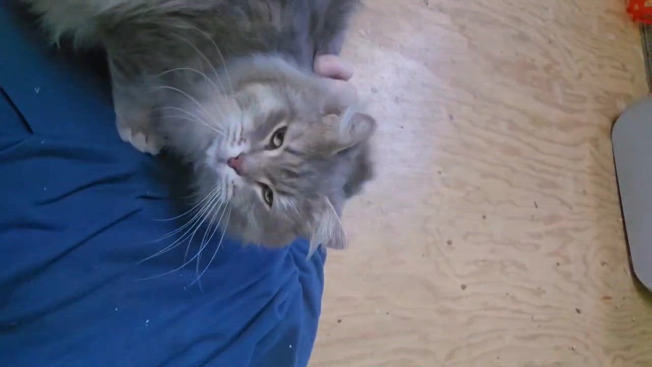 Enlarge Ivan (m) 1yr old Siberian , an adopted Siberian in Ottawa, ON video 1/3