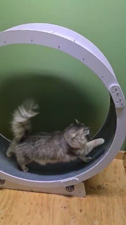 Enlarge Ivan (m) 1yr old Siberian , an adopted Siberian in Ottawa, ON video 3/3