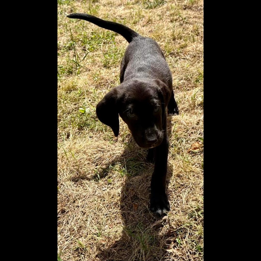 Picasso, a ADOPTABLE mixed breed in Midlothian, VA image 5/6