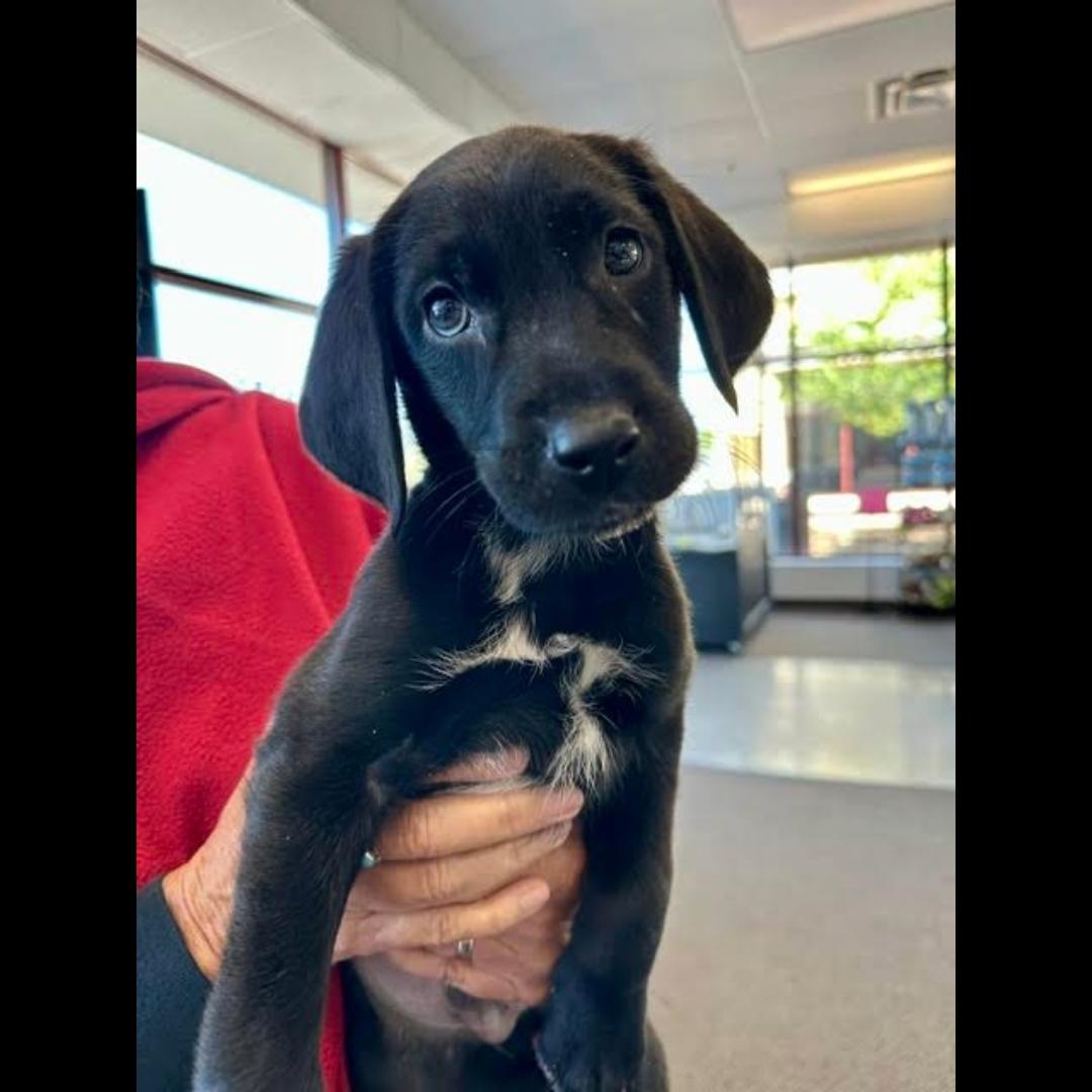 Picasso, ADOPTABLE, Puppy Male Labrador Retriever.
