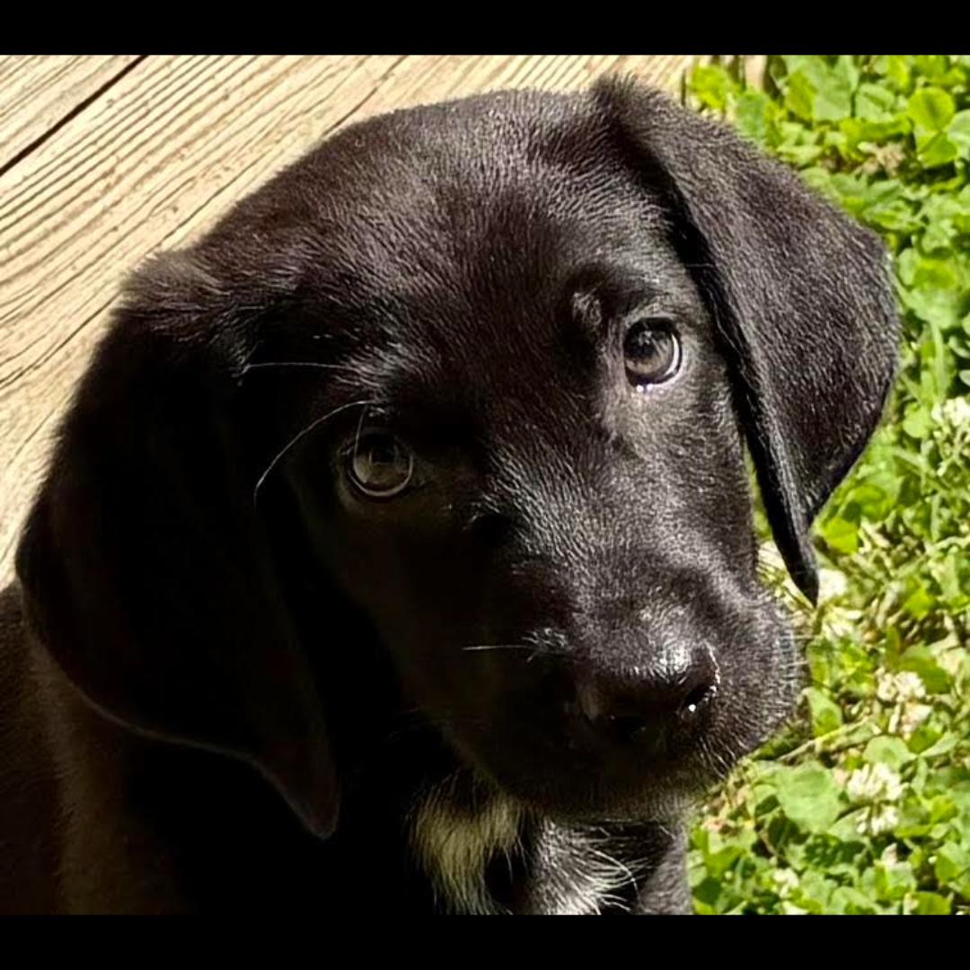 Picasso, a ADOPTABLE mixed breed in Midlothian, VA image 2/6