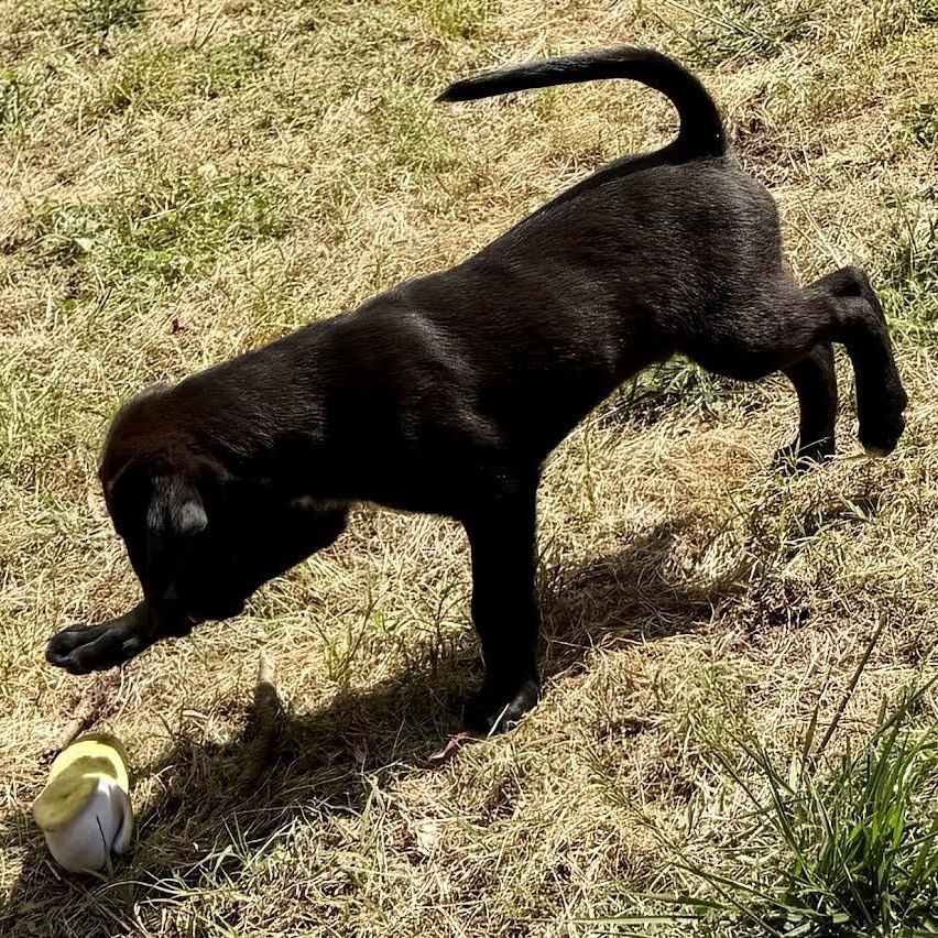 Picasso, a ADOPTABLE mixed breed in Midlothian, VA image 6/6