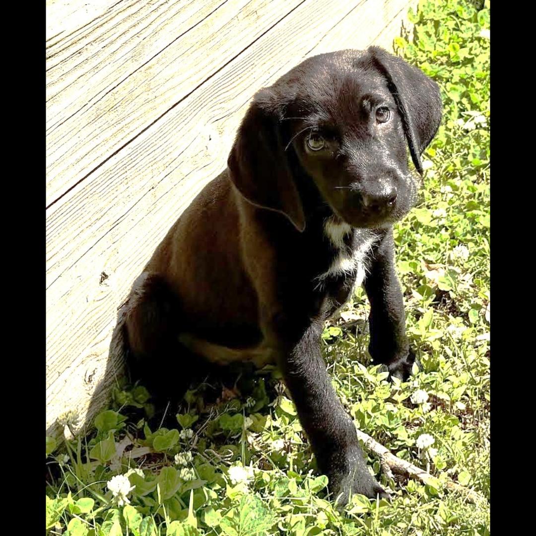 Picasso, a ADOPTABLE mixed breed in Midlothian, VA image 3/6
