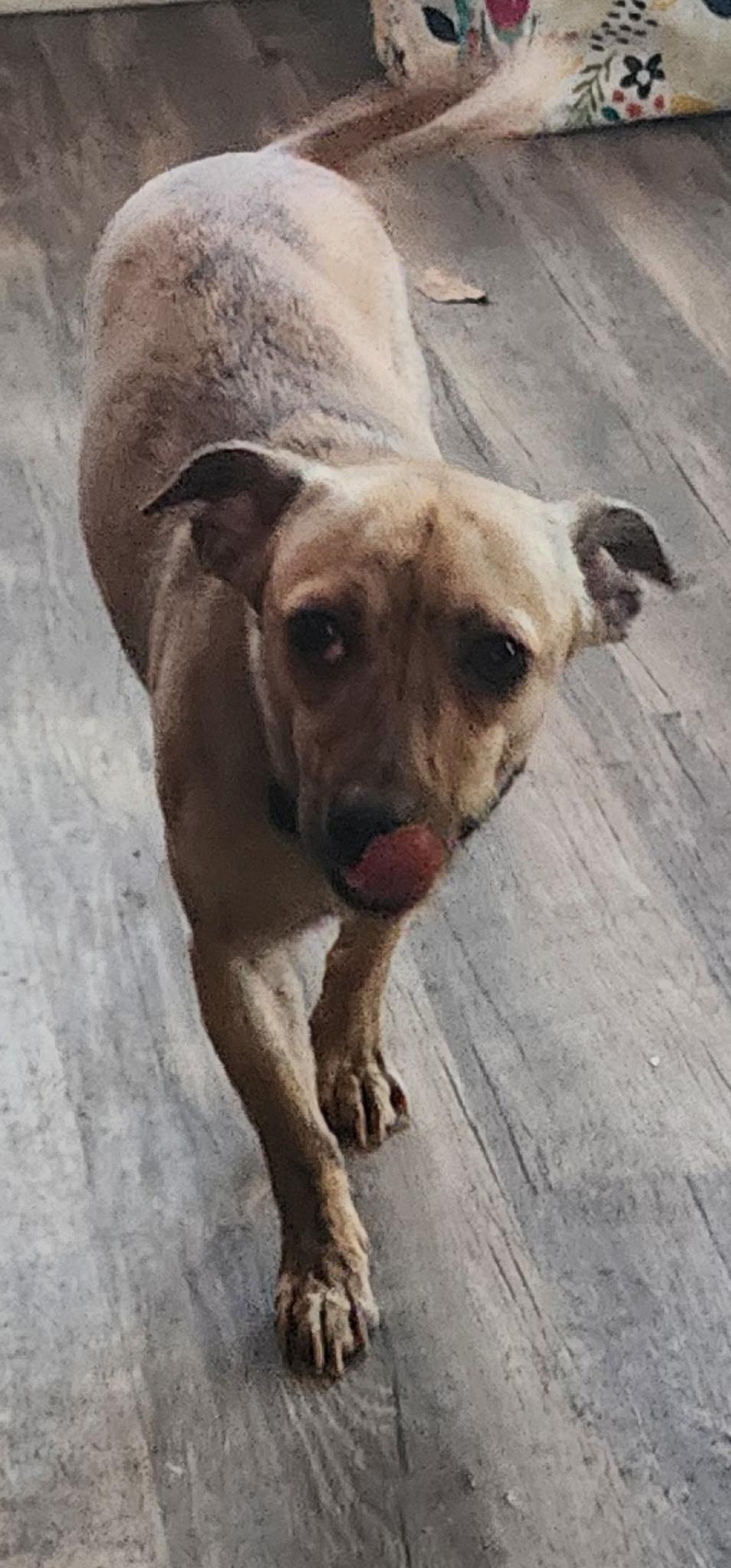 Enlarge Tator Tot-Owner Passed away, a ADOPTABLE mixed breed in Egg Harbor City, NJ image 1/1