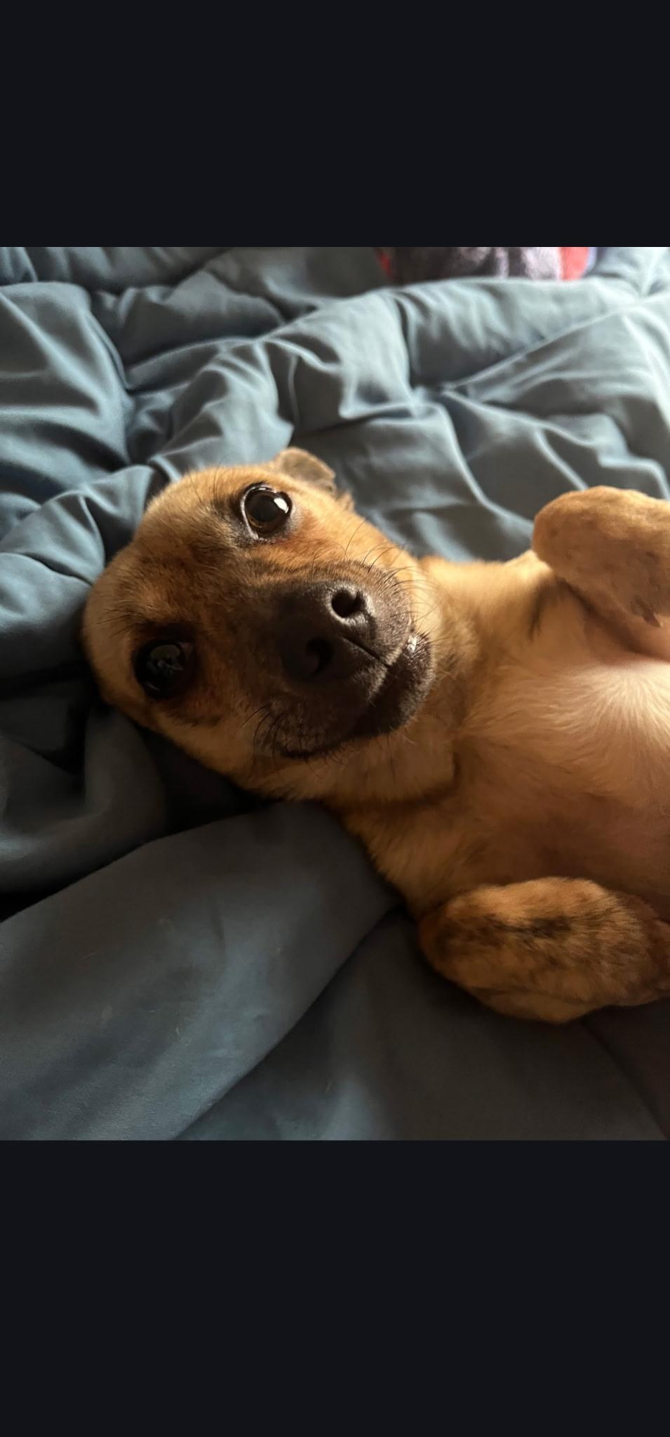 Enlarge Tator Tot-Owner Passed away, an adoptable mixed breed in Egg Harbor City, NJ image 2/2