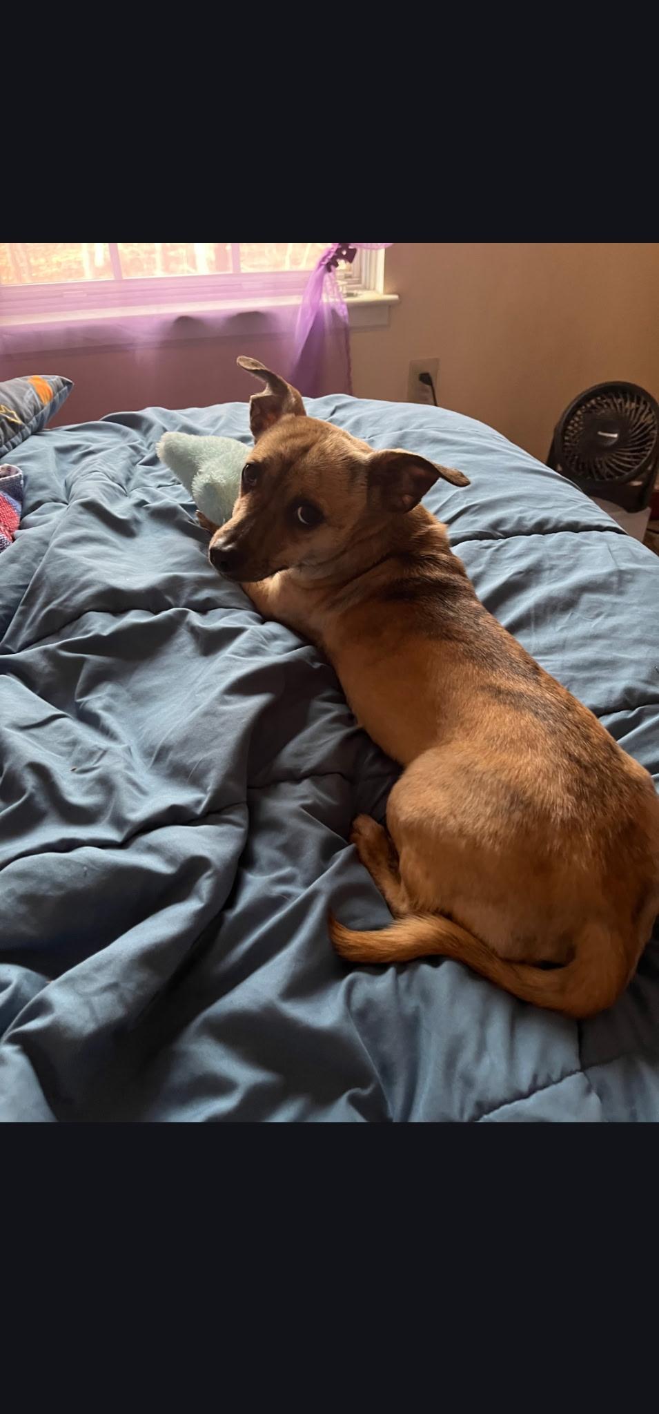 Enlarge Tator Tot-Owner Passed away, an adoptable mixed breed in Egg Harbor City, NJ image 1/2