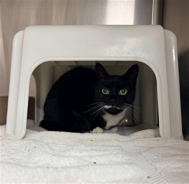 Enlarge NIKKI, a Adoptable Domestic Short Hair in Statesville, NC image 1/1