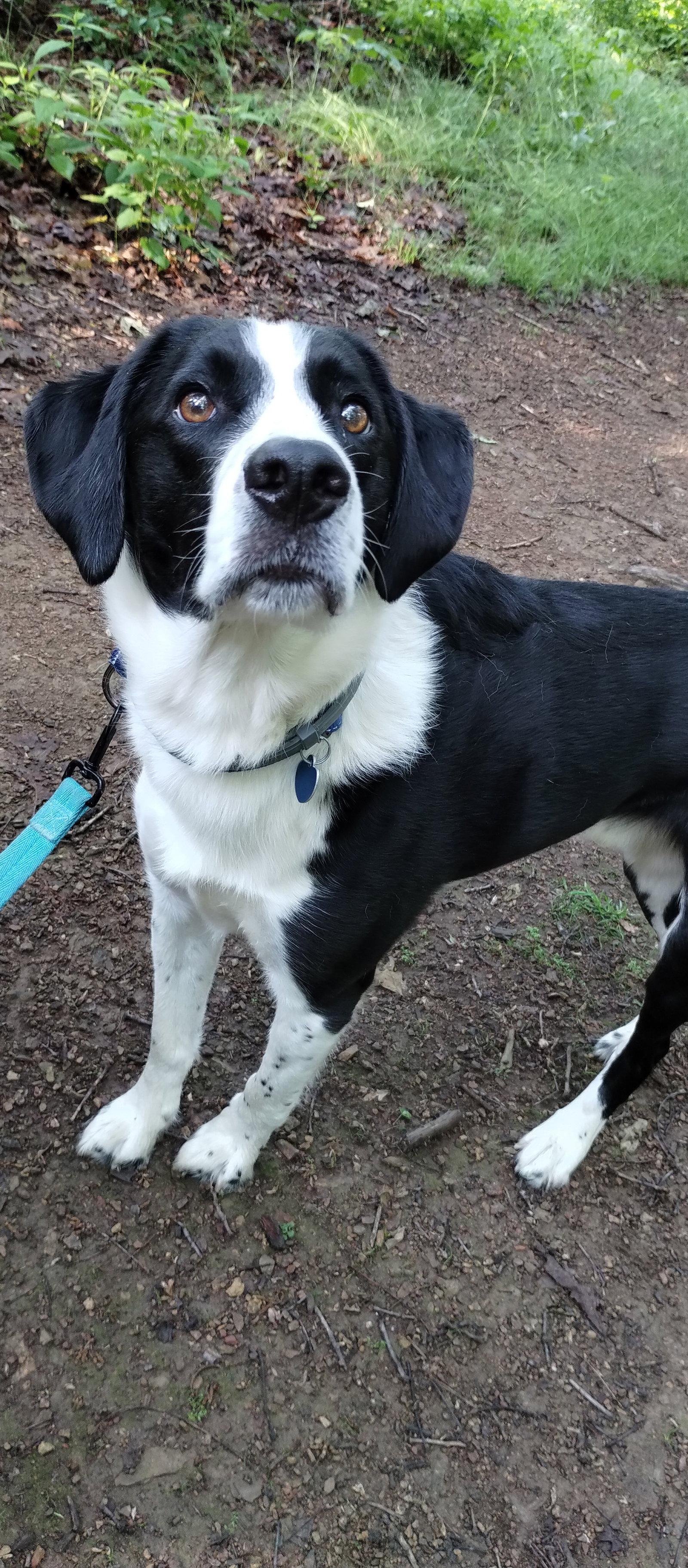 Vinny, Adoptable, Adult Male Australian Shepherd.